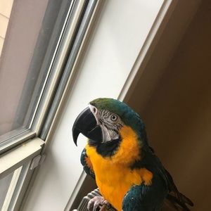 Meet your Posher, Elijah